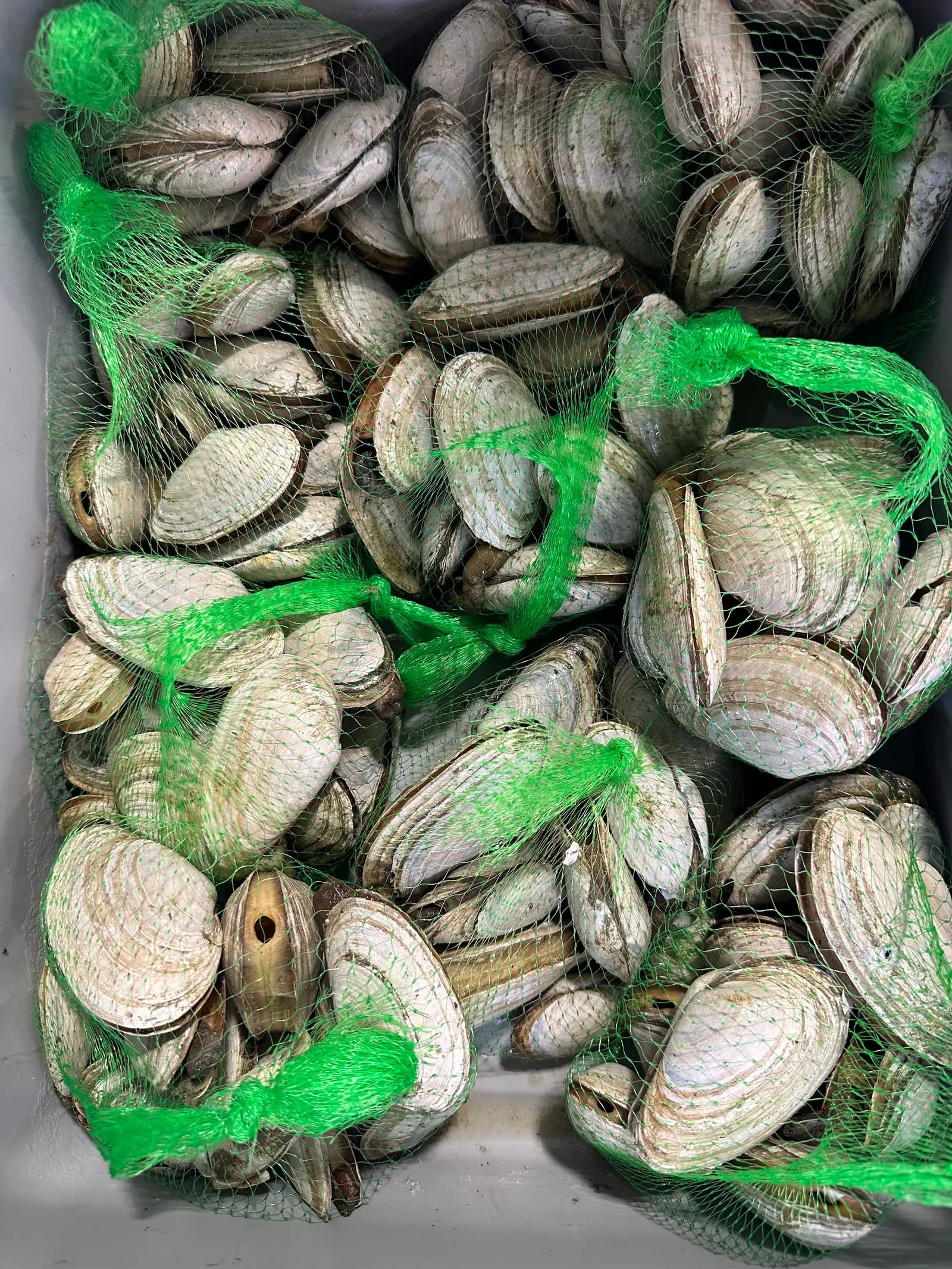 Fresh soft-shell steamer clams at Perry Butcher Co., bagged in green mesh in a tote
