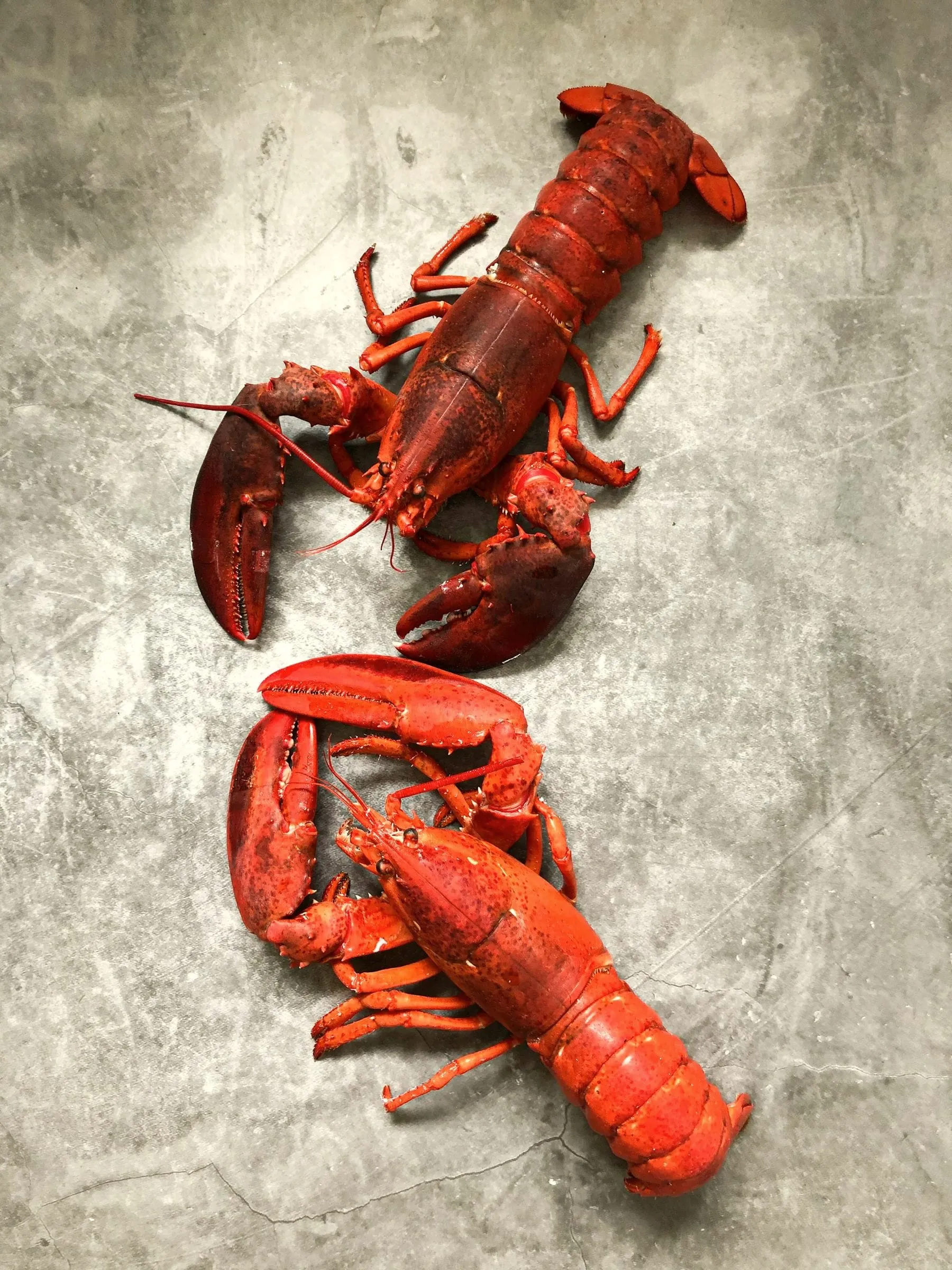 Maine lobsters of different sizes shown together for scale